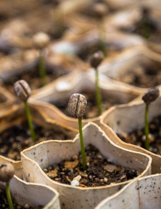 Auto generated site coffee house