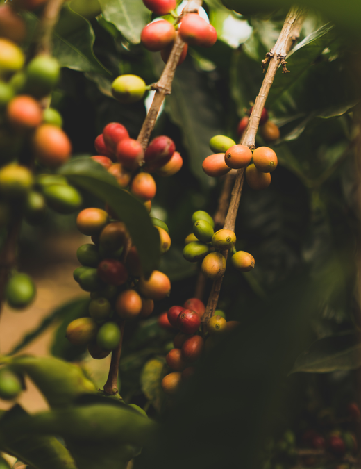 Auto generated site coffee house