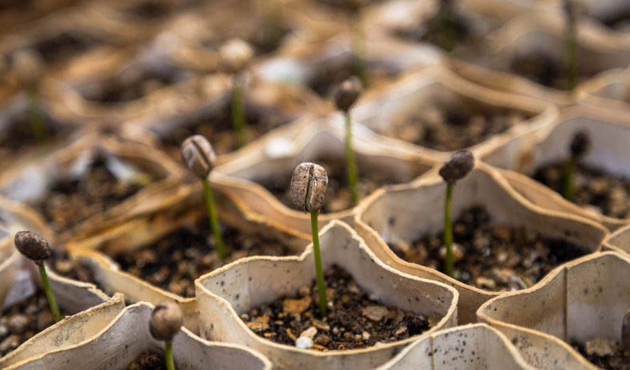 Auto generated site coffee house