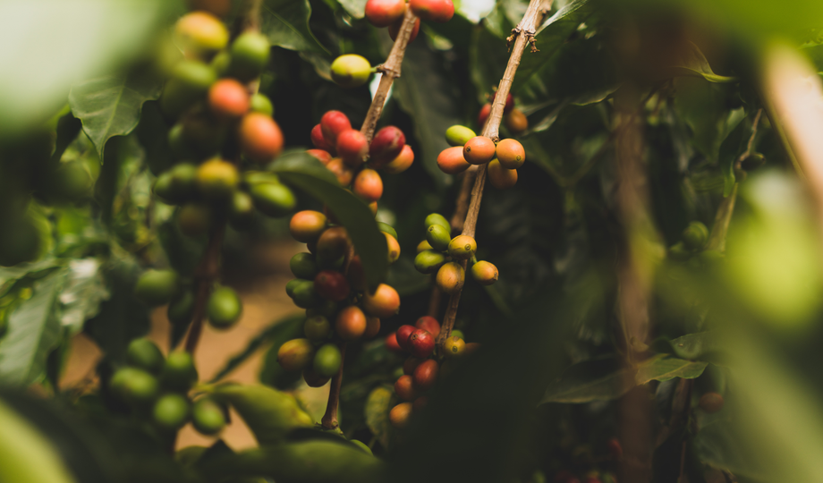 Auto generated site coffee house